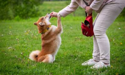 All Shiba Inu needs are brackets, underscores, slashes, and a rocket emoji