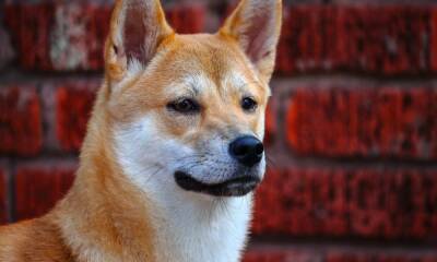 Do Shiba Inu, exchange listings, and price pumps make a perfect triangle