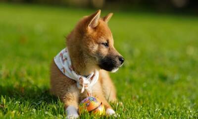 Can ‘newfound respect’ for Shiba Inu help it cross $1