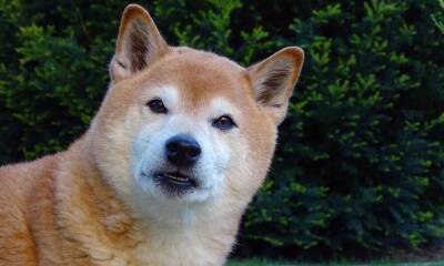 Shiba Inu: Here’s how long before a correction sets in