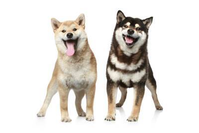 Shiba Inu Enters Top 10, Briefly Flips Dogecoin, DOGE Fans Aren’t Giving Up Yet