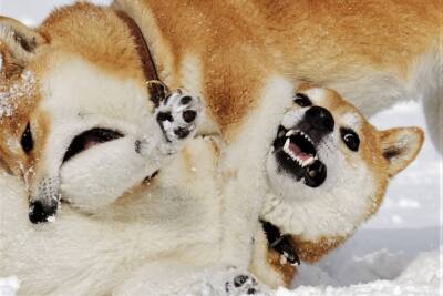 Other Dog (and Cat)-Themed Coins Pump as Shiba Inu and Dogecoin Keep Fighting