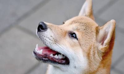 Why it is unfair to ‘directly’ compare Shiba Inu and Dogecoin