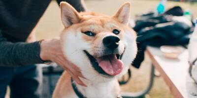 The Winklevoss twins' Gemini crypto exchange has added shiba inu coin to its platform following the meme coin's big rally