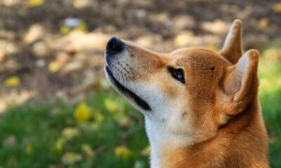 While Shiba Inu dials it down to a whimper, investors hold out hope for a comeback