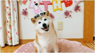 Shiba Inu dog, that inspired "Doge" meme and Dogecoin, turns 16