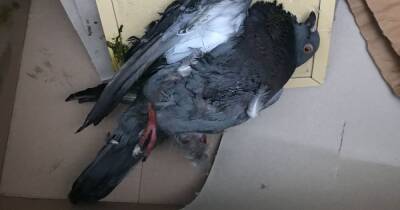Warning after pigeon found dying in Odeon Cinema in the Trafford Centre
