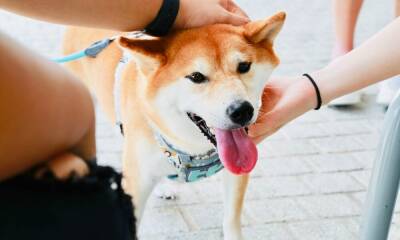 ‘Biggest scam in crypto’: Twitter drama erupts between Shiba Inu, medical app, Ask the Doctor