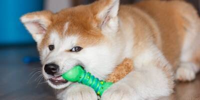 Shiba inu spiked 13% after a crypto whale bought 4 trillion of the meme tokens