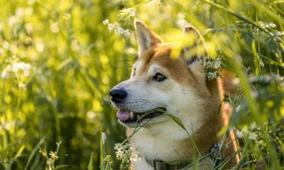 Shiba Inu’s price will be determined by these factors going forward