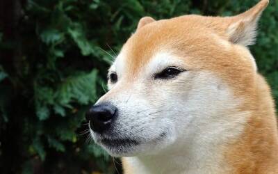 Can these ‘marketing gimmicks’ turn the tables for Dogecoin