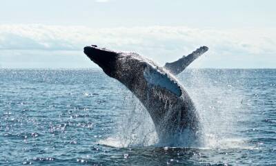 This whale makes the most of ‘buy the dip’ frenzy, acquires over 2700 Bitcoin in a day