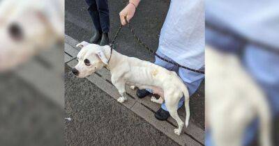 'Whimpering' dog found tied to tree and abandoned by her owner