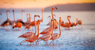 FlamingoDAO NFT Portfolio Valuation Touches $1B