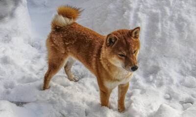 How ‘social’ should ‘social’ Shiba Inu be to initiate more recovery