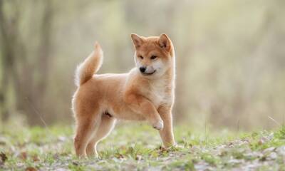 Shiba Inu: All you need to know about the next buying opportunity