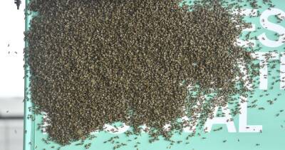 Don't mess with the queen: What to do if you see a swarm of bees this spring