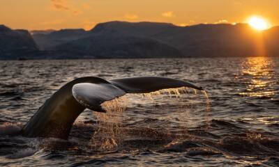 How these feeding patterns of Bitcoin whales can help retail traders