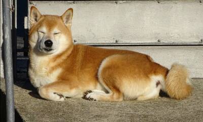 Shiba Inu can rally, yes, but the ‘Dogecoin-killer’ needs to ‘shed’ this