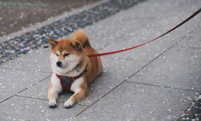 Dogecoin: In light of this, should investors be in a risk-off mode