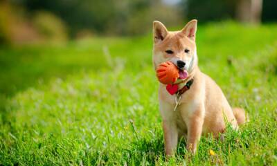 Shiba Inu can reject this bearish disposition only if…