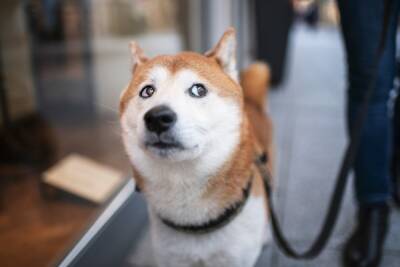 Robinhood Domesticates Shiba Inu, Changes for Celsius Users in US + More News