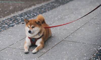 Will Dogecoin restart its run-up to tag $0.17 this time