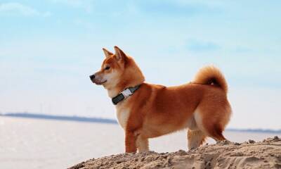 Shiba Inu: Is SHIB gearing up for another 100x rally soon