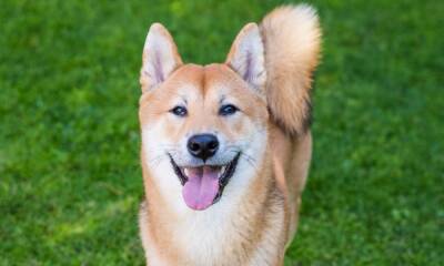Shiba Inu: Mapping out profitable entry points for SHIB investors