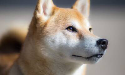 Here’s how TerraUSD managed to surpass Shiba Inu in market cap rankings