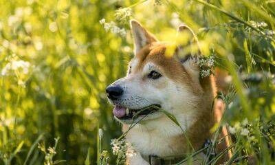 Shiba Inu [SHIB] whales go sulking; could retail traders drive the prices up