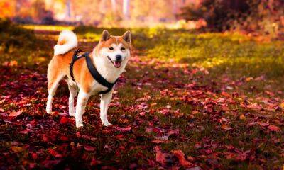 Sharing a 98% correlation with Bitcoin, can Shiba Inu hold its key support levels