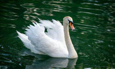 This may be the white swan to the black swan of UST’s crash