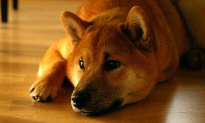 Shiba Inu: Here’s what all that whaling around is doing to SHIB