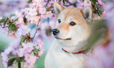 Shiba Inu: Here’s what 79% correlation with BTC could imply for SHIB traders