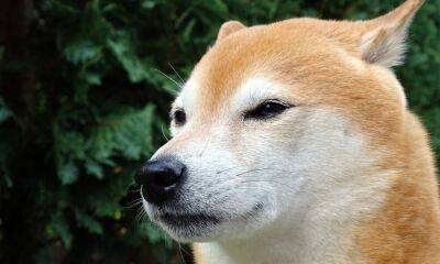 What does Shiba Inu [SHIB] need to hit its former ATH once again