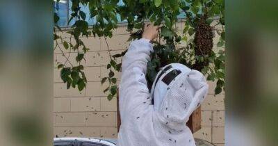 Woman filmed capturing swarming bees with her BARE HANDS