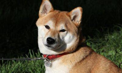 Assessing if we’ll see Shiba Inu investors dump 1 trillion SHIB