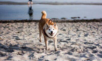 Are Shiba Inu [SHIB] whales responsible for the alt’s latest uptick?