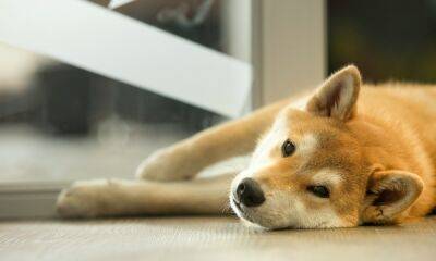 Shiba Inu [SHIB] investors should consider these levels before making a strong call