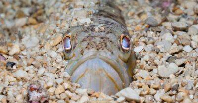 Beachgoers urgently warned as venomous fish that can make 'grown men cry' are drawn to UK