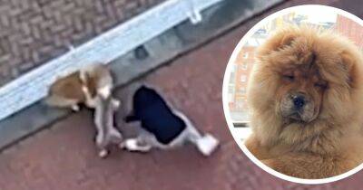 Owner left heartbroken after 'timid and loving' therapy dog is viciously mauled on walk outside apartment block
