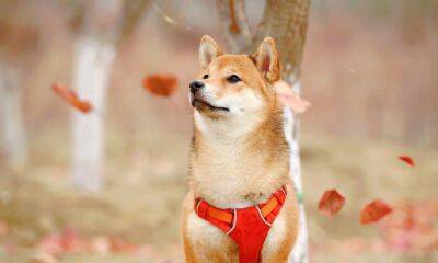 Shiba Inu: Assessing odds of SHIB gaining heat from the August burn