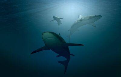 "Shark Tank" Meets Crypto: CoinMarketCap Launches "Killer Whale" TV Show - cryptonews.com